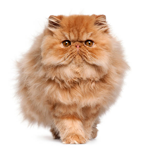 istock Persian kitten, 4 months old, walking, white background. 471289357