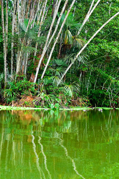 istock Napo River, rainy season 471289631