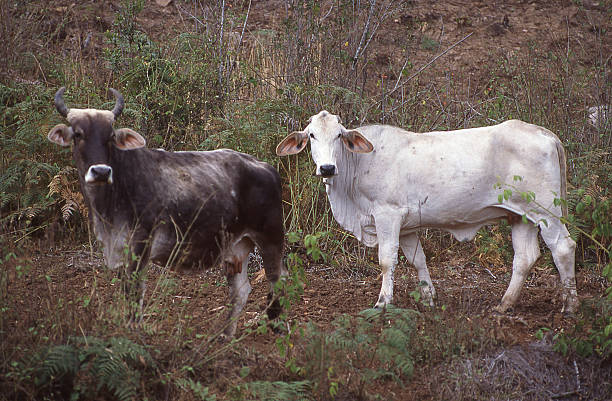 istock Brahman Cattle in pastures near Copan Honduras 471289756
