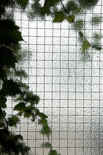 istock Garden behind the opal glass 471289961