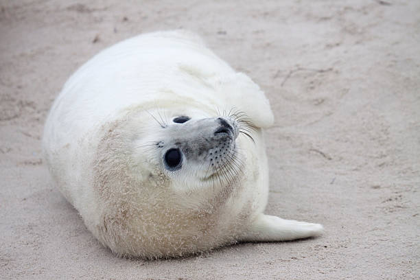 istock Gray Seal Pup on Helgoland Dune 471290329