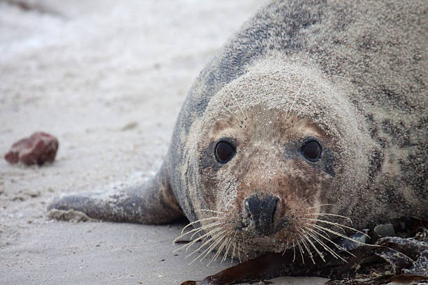 istock Gray Seal female on Helgoland Dune 471290331