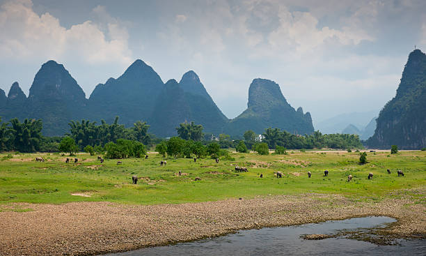 istock Karst Peaks with Grazing Water Buffalo  Along Li River 471290825