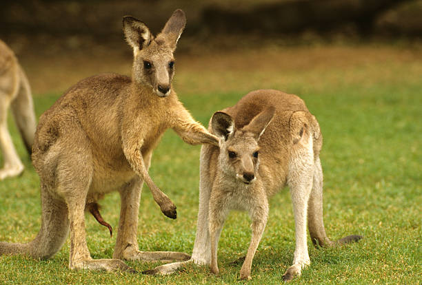 istock Kangaroos in Love 471291151