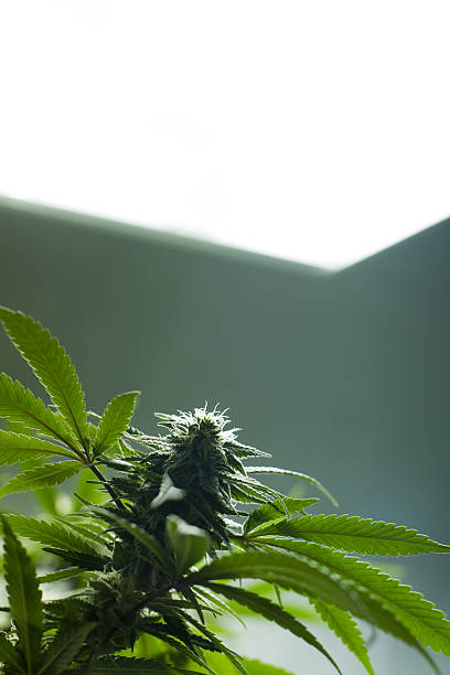 Marihuana Bud en crecer la luz - foto de stock