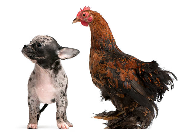 istock Chihuahua puppy interacting with a hen, white background. 471291571