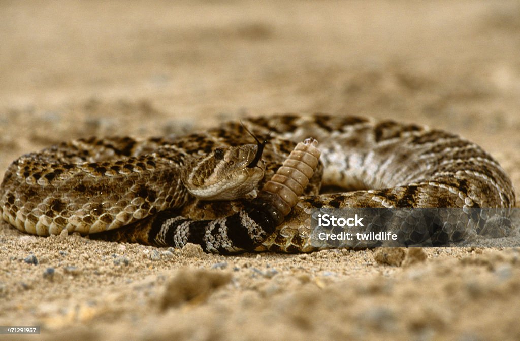 Coiled Rattlesnake a diamondback rattlesnake coiled on a dirt road Animal Stock Photo