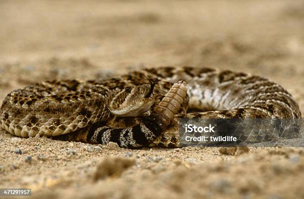 Coiled Rattlesnake Stock Photo - Download Image Now - Animal, Animal Themes, Animal Wildlife