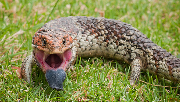 Bobtail Skink - Tiliqua rugosa Pictured in an Australian backyard in Western Australia. This bobtail typically nicknamed 'blue tongue lizard' is on of four Tiliqua rugosa species in Australia. This one is only found in Western Australia called the Western Shingleback. tiliqua scincoides stock pictures, royalty-free photos & images