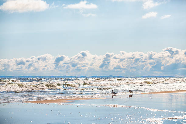 Seagull on the beach at sunset on the Baltic Sea.