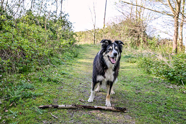 istock Border collie on grassy path carrying a stick 471292574