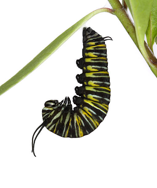 Monarch Caterpillar in "J" Shape A monarch caterpillar hanging in the "J" shape it assumes before changing into a chrysalis. It shed its skin for the final time and completed the transition into a chrysalis about an hour after this photograph was taken. morph transition stock pictures, royalty-free photos & images