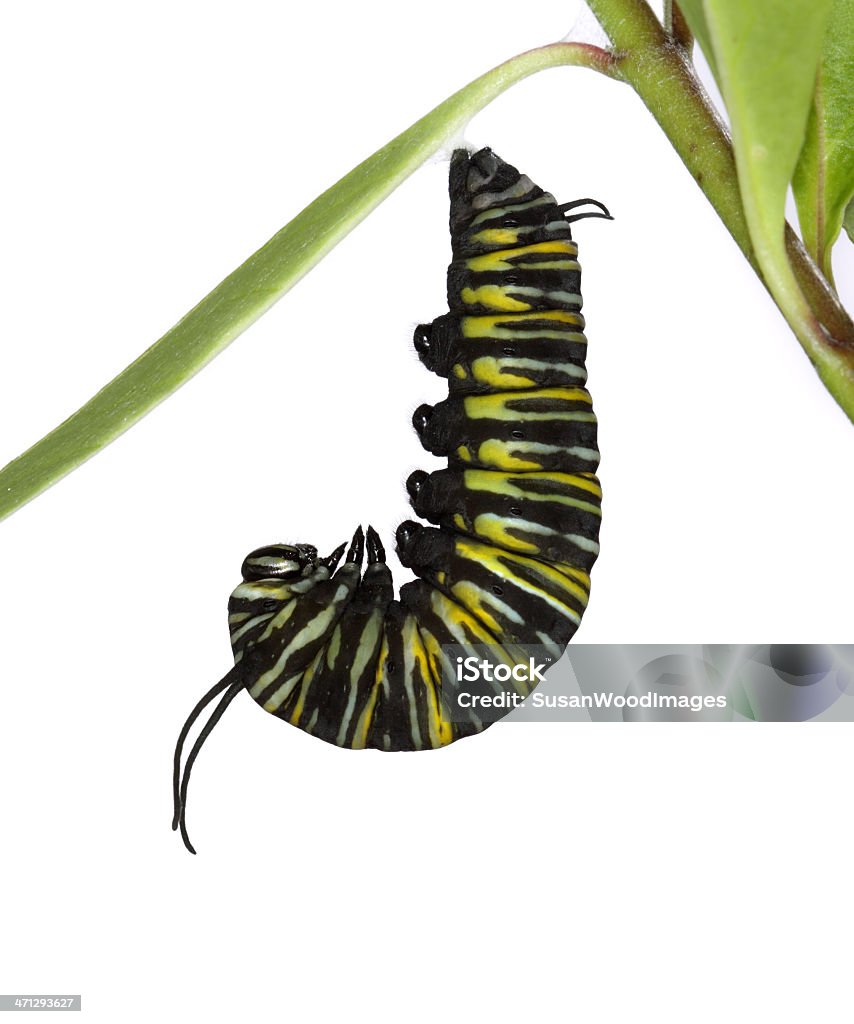 Monarca Lagarta em "J" de forma - Royalty-free Borboleta-monarca Foto de stock
