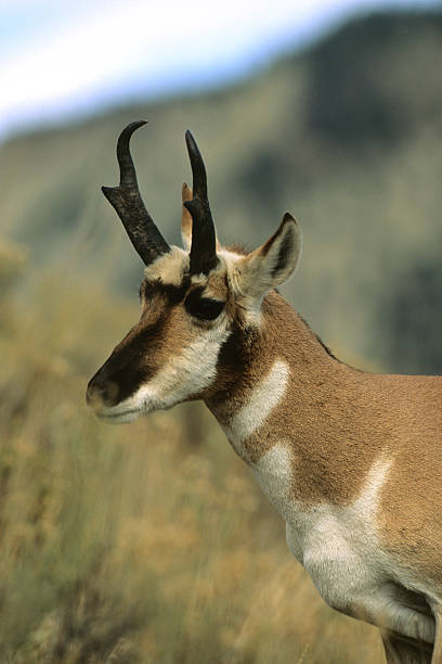 istock Pronghorn Buck Portait 471293973