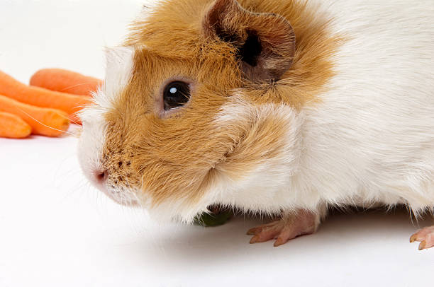 istock guinea pigs eating carrots 471294023