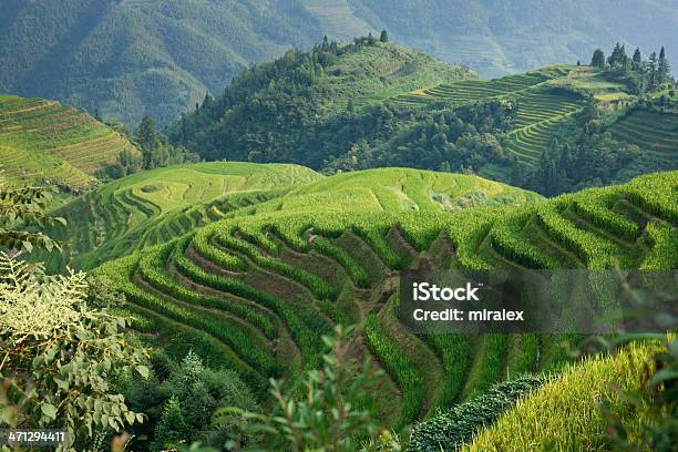 Terrazze Di Riso Di Longji Di Tiziano Vicino Ping An In Cina - Fotografie stock e altre immagini di Agricoltura