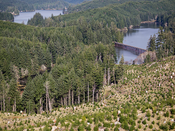 istock Tahkenitch Lake with Forest and Clear Cut 471294655