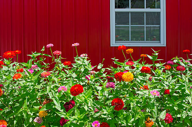 istock Zinnias in Full Bloom Against a Bright Red Barn 471295366