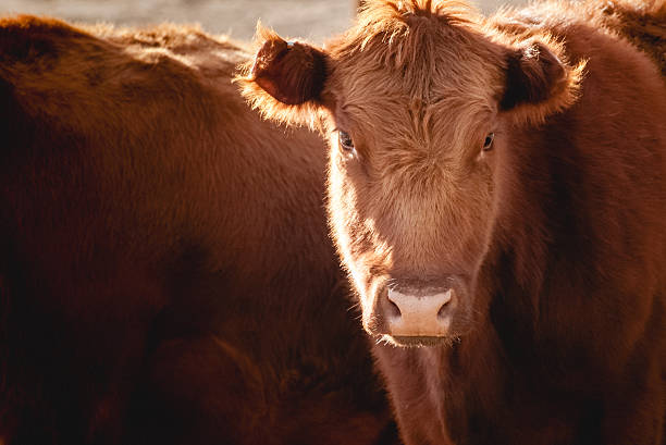 istock Red Angus cow looking at camera closeup 471295480