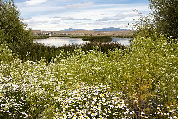 "라그나 니메즈"-엘 calafate - long grass uncultivated plant stage plant condition 뉴스 사진 이미지