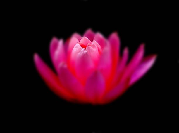 istock Beautiful Lotus Flower on Black Background 471295840