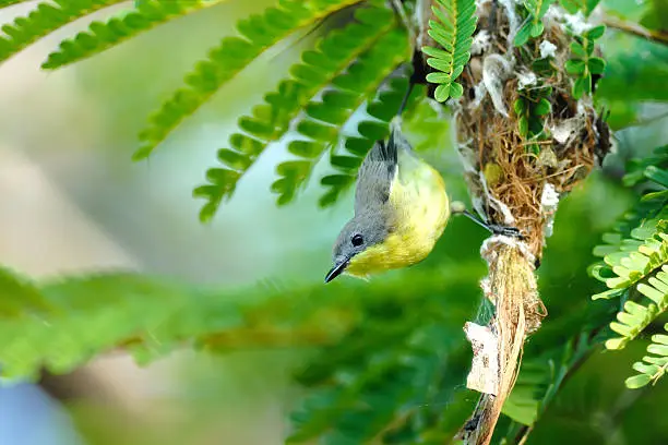 Golden-bellied Gerygone ,Bird in Mangrove forest