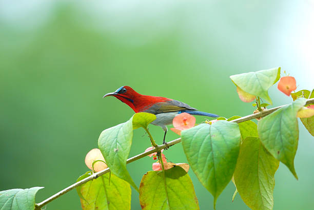 istock Beautiful red bird on the best perch. (Crimson sunbird), thailand 471296670