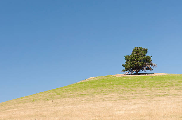 istock Lonely tree on green field over blue sky 471296889