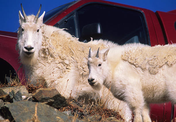 istock Mountain goats Near Truck 471297353