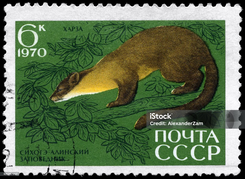 Pine Marten A Stamp printed in USSR shows image of a Pine Marten from the series "Animals from the Sikhote-Alin Reserve", circa 1970 Animal Stock Photo