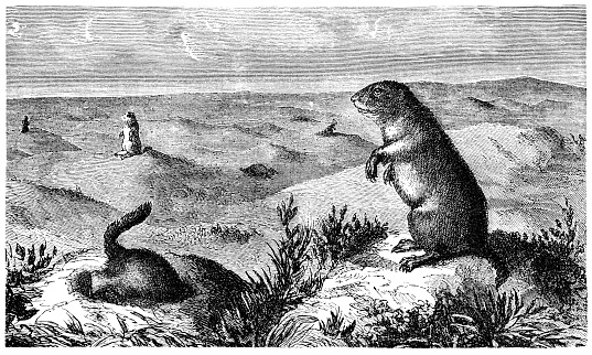 A group of prairie dogs in North America,. Illustration from 