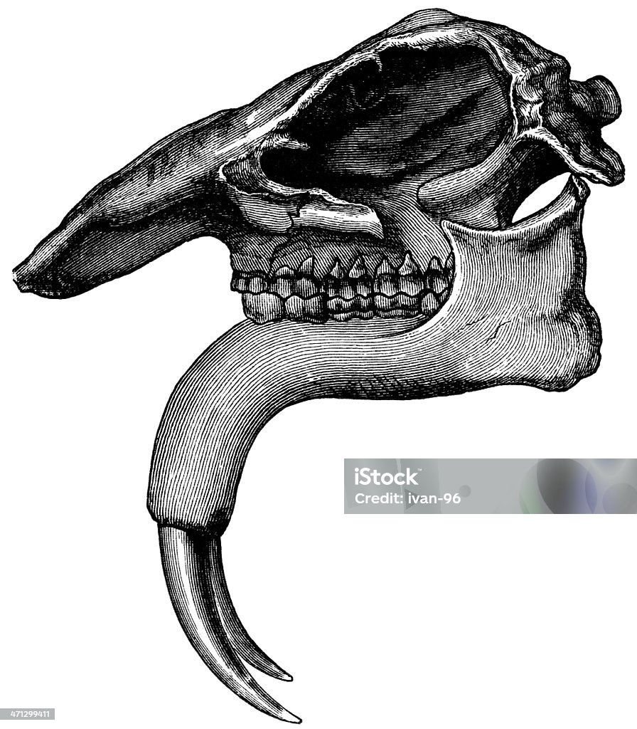 dinotherium giganteum Skull of Dinotherium Giganteum Dinosaur stock illustration