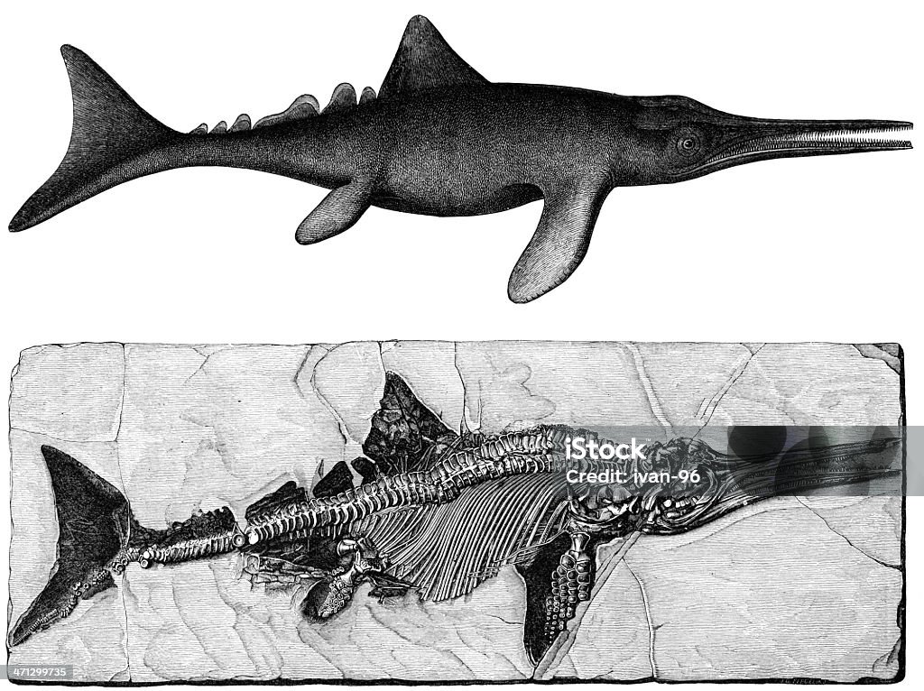 Ichthyosaurus Color Ichthyosaurus Fossil