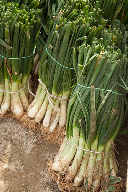 Spring onions stock photo