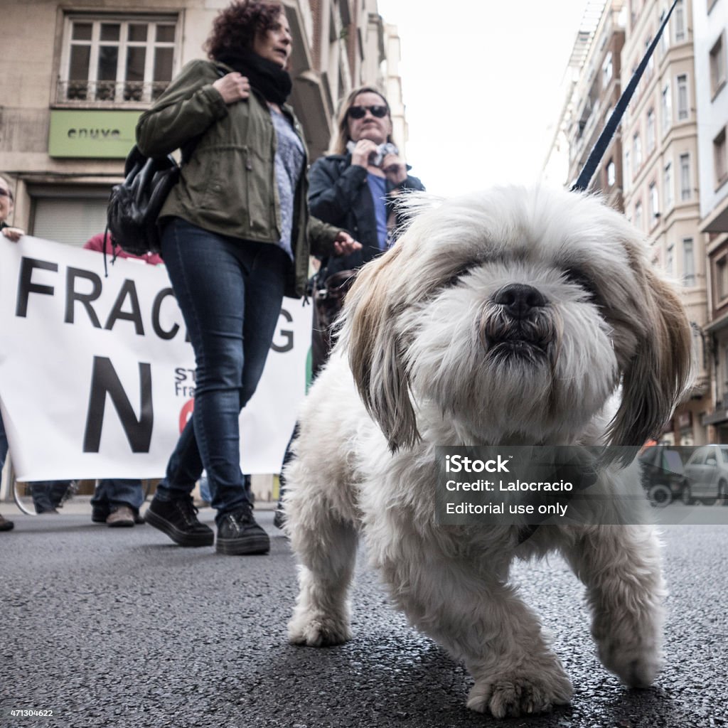 Perro con chimenea - Foto de stock de 2015 libre de derechos