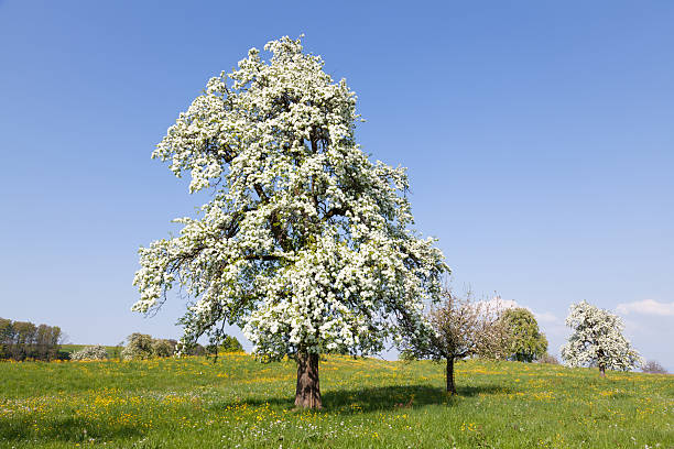 istock Like a Park, Pear Trees in Blossom, Springtime, Central Switzerland 471305025