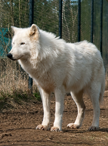 Arctic Wolf also called Pollar Wolf or White Wolf . .The Arctic Wolf inhabits the northern part of greenland, the Canadian Arctic and parts of Alaska.