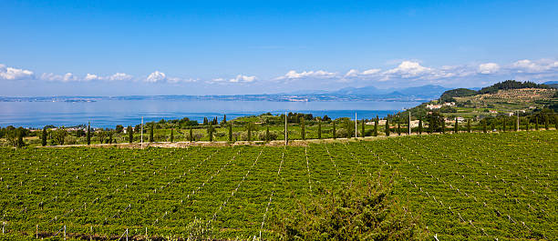 istock Bardolino Vineyards, Italy 471305333