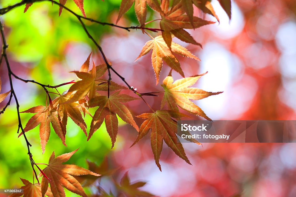 Красочные листья - Стоковые фото Без людей роялти-фри
