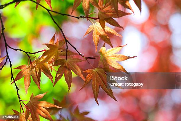 Красочные Листья — стоковые фотографии и другие картинки Без людей - Без людей, Весна, Ветвь - часть растения