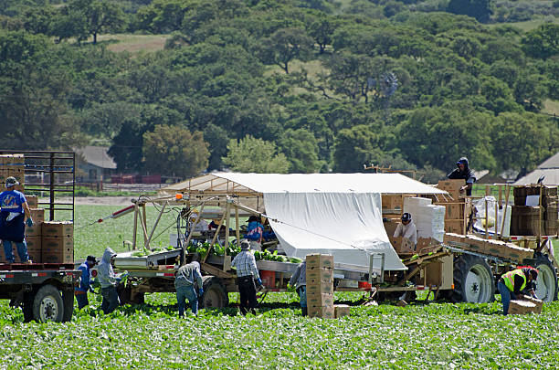 Salinas Valley, California, USA - April 18, 2011: Farm workers harvesting romaine lettuce. Lettuce is trimmed and packed for shipping in the field. Salinas Valley, near King City, California, USA. The Salinas Valley is known as Americas Salad Bowl growing most of the leafy greens consumed in the United States.