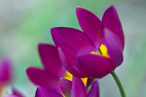 Tulipa Humilis 