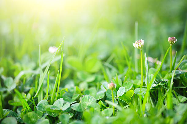 Clover field stock photo