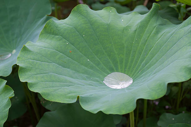istock Drops of water on a lotus leaf 471306467