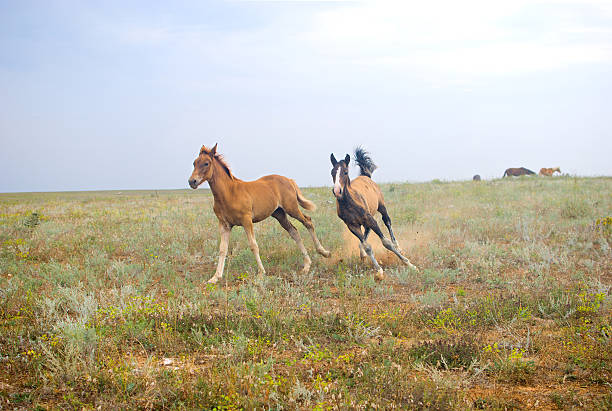 Running horses in the field stock photo