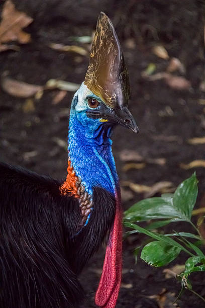 カラフルなヒクイドリ - cassowary australia papua new guinea beak ストックフォトと画像