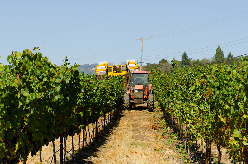Harvesting wine grapes using a mechanical harvester and tractor in the Umpqua Valley OR