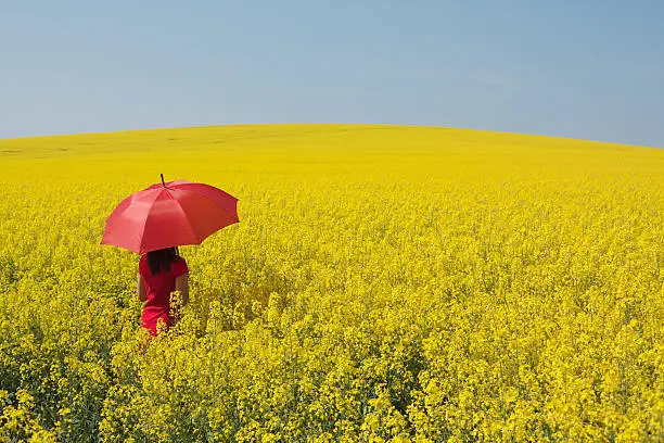 Rear view on woman with red umbrella standing in flowering canola field.