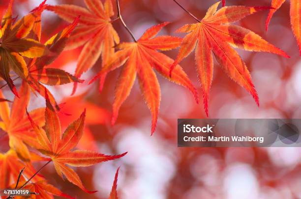Acer Palmatum Foglie Di Acero Rosso - Fotografie stock e altre immagini di Accero rosso - Accero rosso, Acero, Acero giapponese