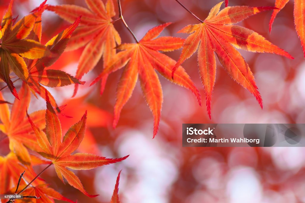 Acer Palmatum, 레드 단풍 잎 - 로열티 프리 0명 스톡 사진